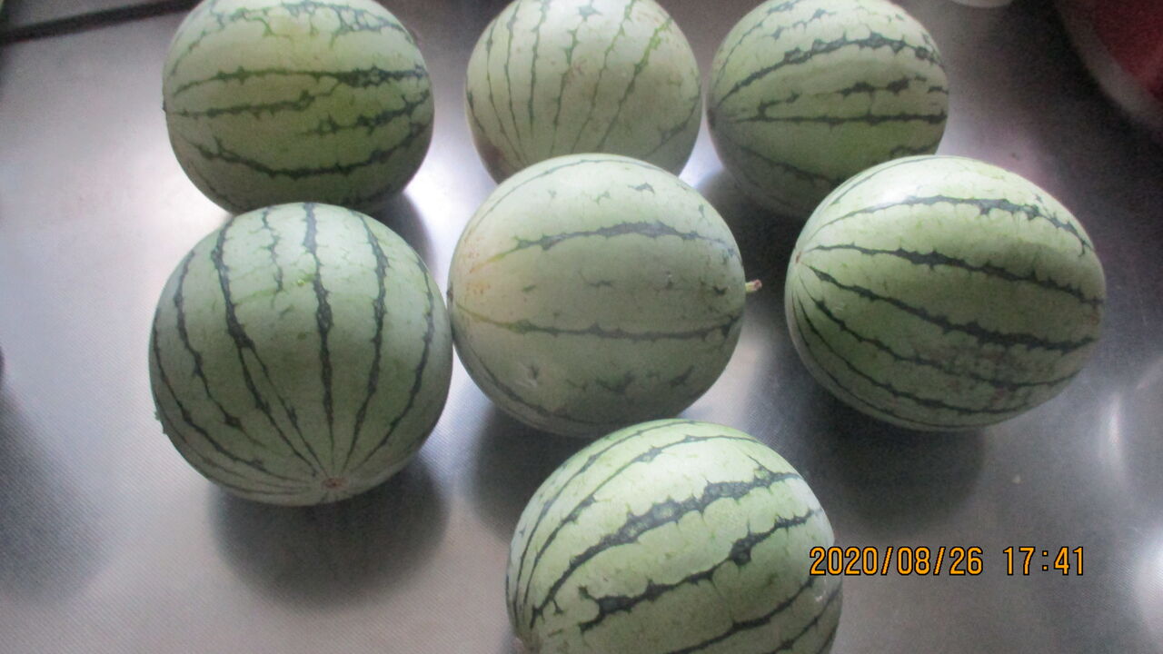 畑の隅で 三郎の日記