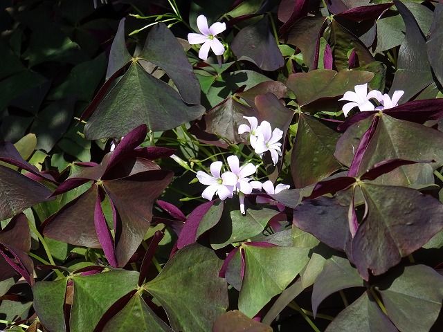 花盛りの秋 2 カマキリ君どこへ行く 散策 道端に咲く 花の名は 花盛りの秋 2 カマキリ君どこへ行く 散策 道端に咲く 花の名は