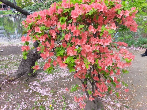 49B91374-B45B-44BC-A995-FE53DE088F14