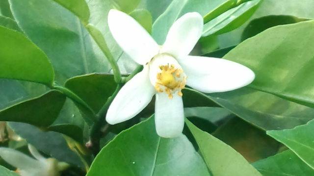 かぼす花 大分有機かぼす農園