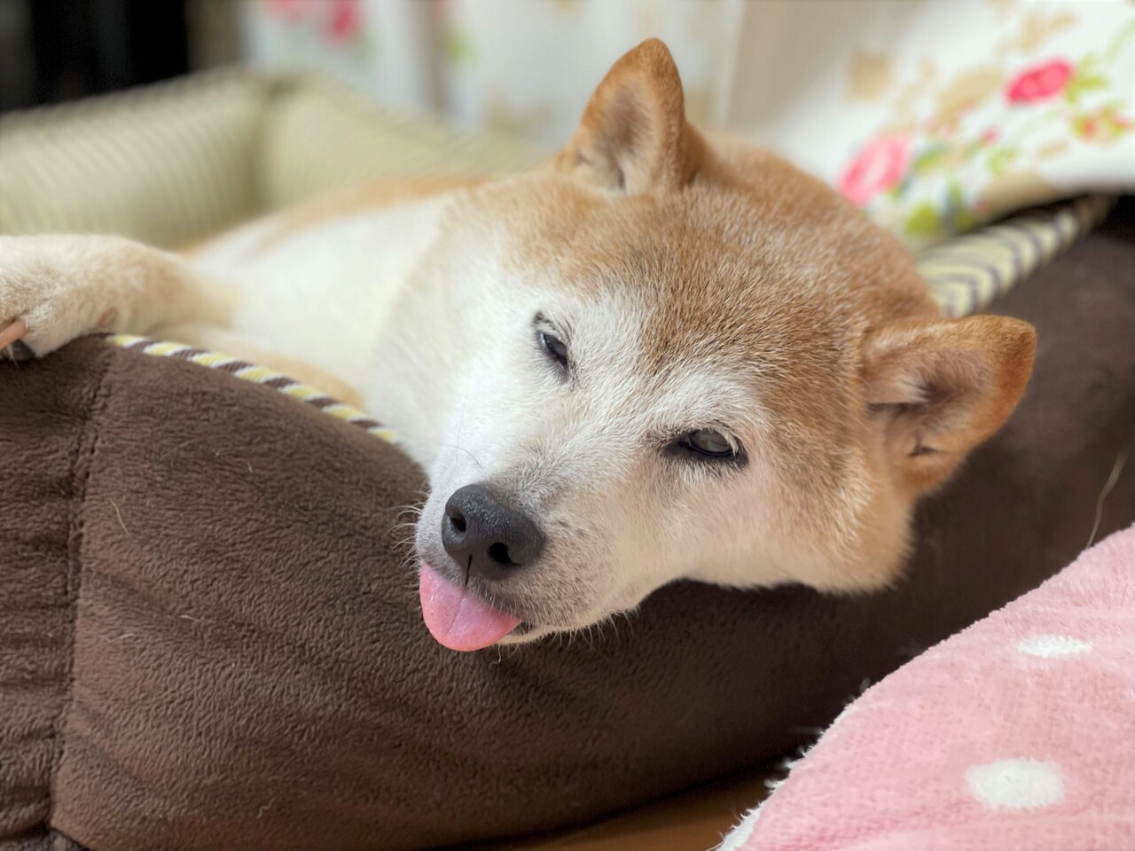 ワケワカメすぎてただ呆然 かぼすちゃんとおさんぽ Powered By ライブドアブログ ワケワカメすぎてただ呆然 かぼすちゃんとおさんぽ Powered By ライブドアブログ