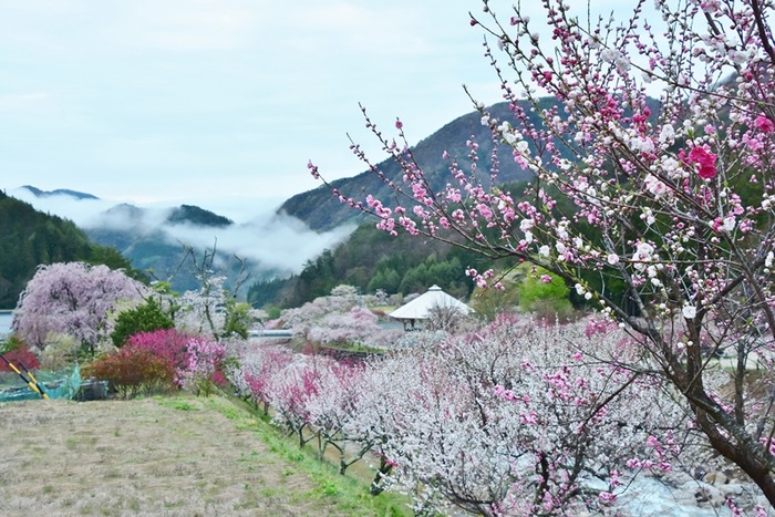 DSC_8111 (2)