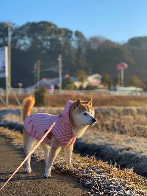 ファイル_004