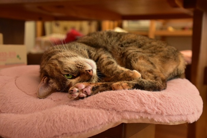 DSC_0739 - コピー