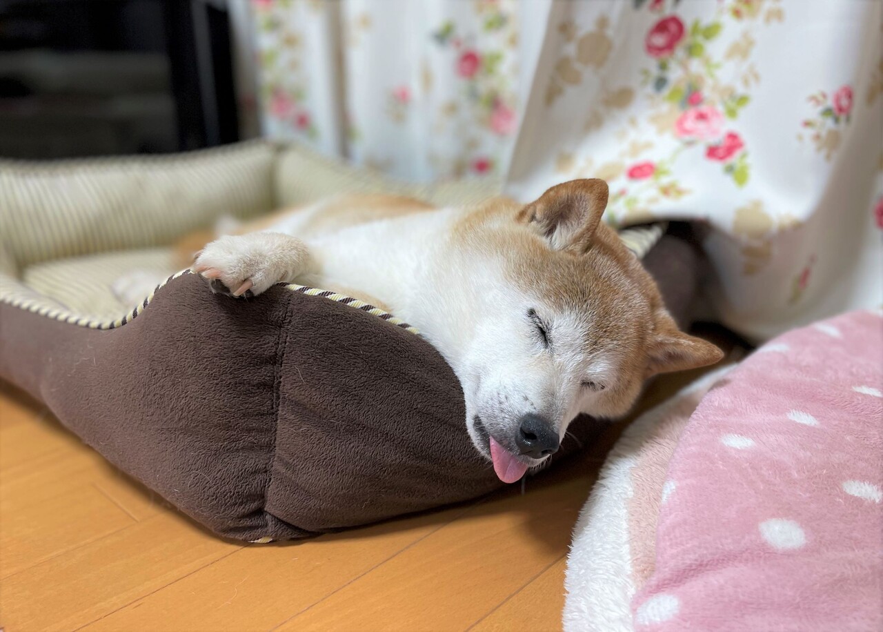 ワケワカメすぎてただ呆然 かぼすちゃんとおさんぽ Powered By ライブドアブログ ワケワカメすぎてただ呆然 かぼすちゃんとおさんぽ Powered By ライブドアブログ