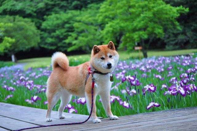 心安らぐ場所 かぼすちゃんとおさんぽ Powered By ライブドアブログ