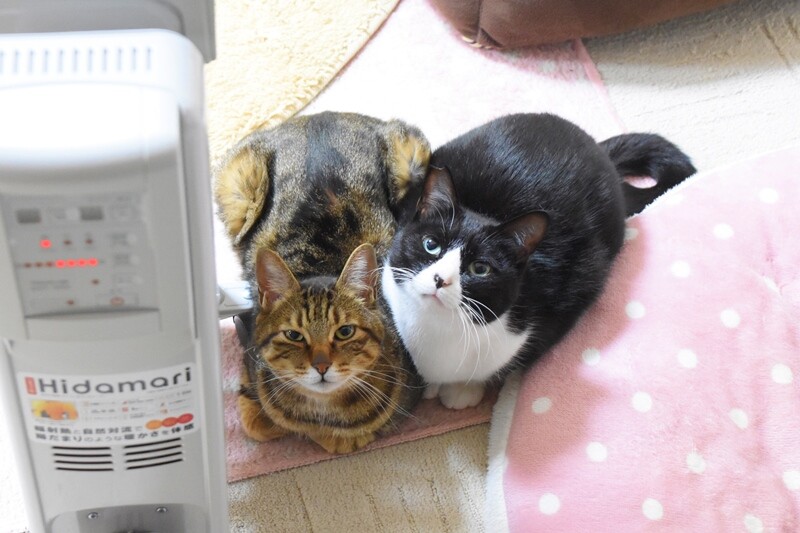 ありがとう オイルヒーター かぼすちゃんとおさんぽ Powered By ライブドアブログ ありがとう オイルヒーター かぼすちゃんとおさんぽ Powered By ライブドアブログ