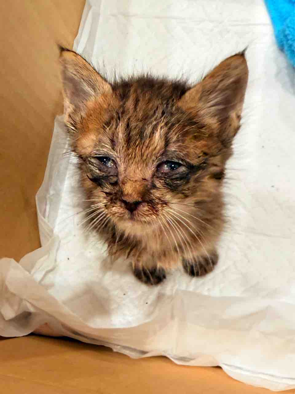 TSU opening her eyes as a young kitten