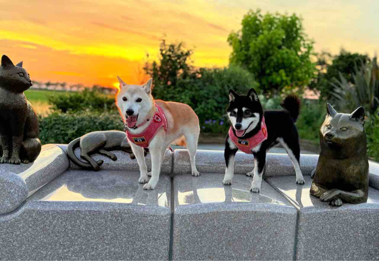 かぼす様♡さ専用 かぼちゃんと一緒におさんぽ しませんか？ : かぼすちゃんとお