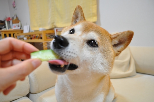 235330c8.jpg