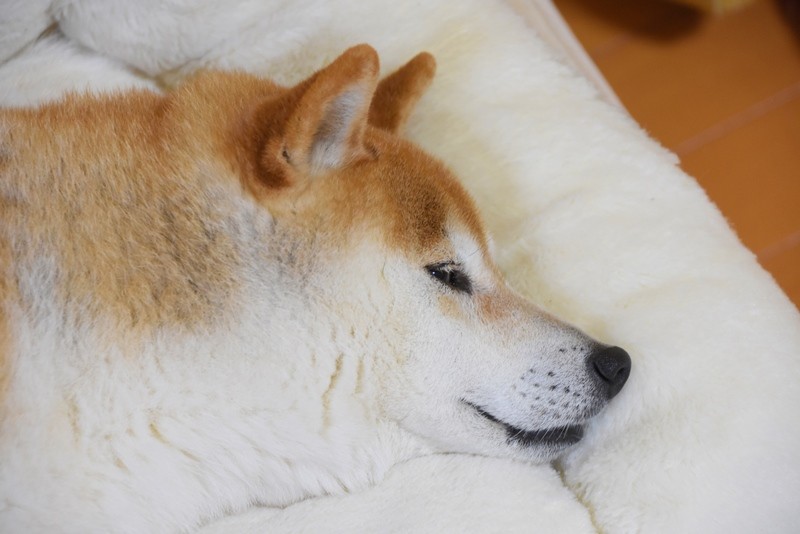 マズルが美しい犬 かぼすちゃんとおさんぽ Powered By ライブドアブログ マズルが美しい犬 かぼすちゃんとおさんぽ Powered By ライブドアブログ