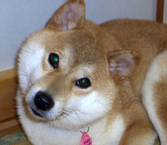 ケンちゃん : かぼすちゃんとおさんぽ。 Powered by ライブドア ケンちゃん : かぼすちゃんとおさんぽ。 Powered by ライブドア