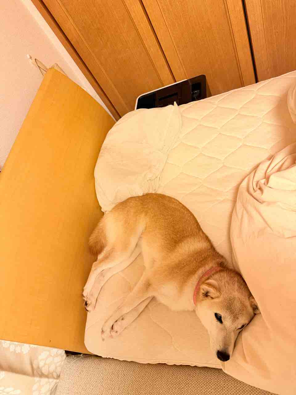 ねいろちゃんの秘密 : かぼすちゃんとおさんぽ。 Powered by