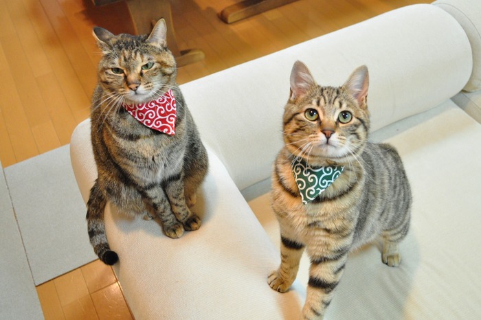 ３日唐草きょうだい (2)