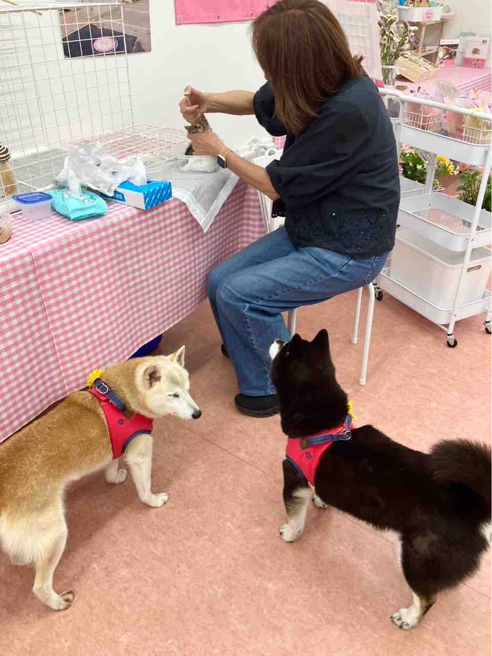 TSU socializing with another animal in foster care