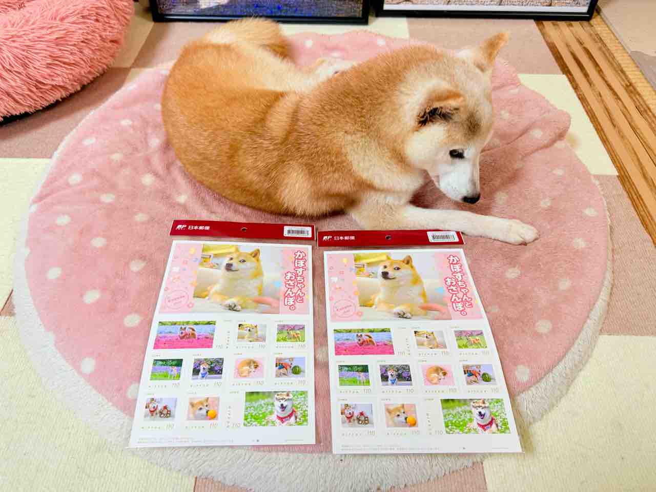 かぼちゃんの切手シート、奇跡のゲット大作戦！ : かぼすちゃんとお