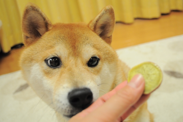 4613691c.jpg