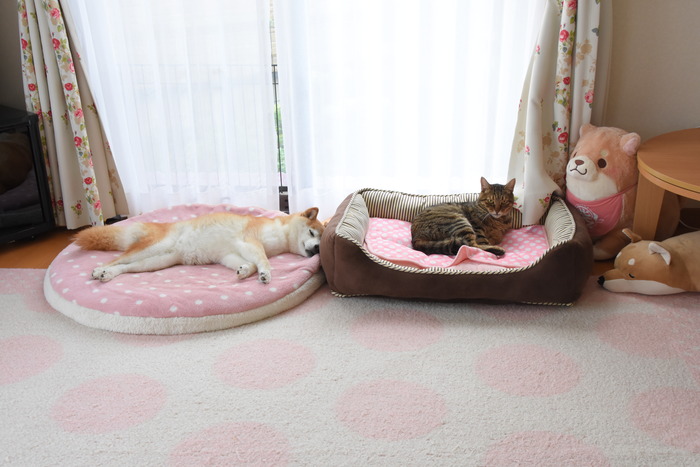 DSC_3438 (2)