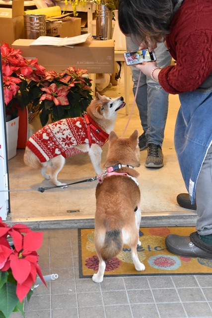 DSC_9853 (2)