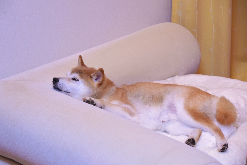 午前0時のかぼすちゃん かぼすちゃんとおさんぽ Powered By ライブドアブログ 午前0時のかぼすちゃん かぼすちゃんとおさんぽ Powered By ライブドアブログ