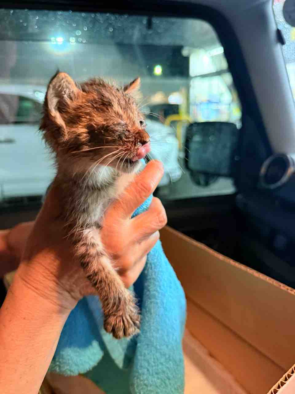 Newborn TSU resting during her first days in foster care
