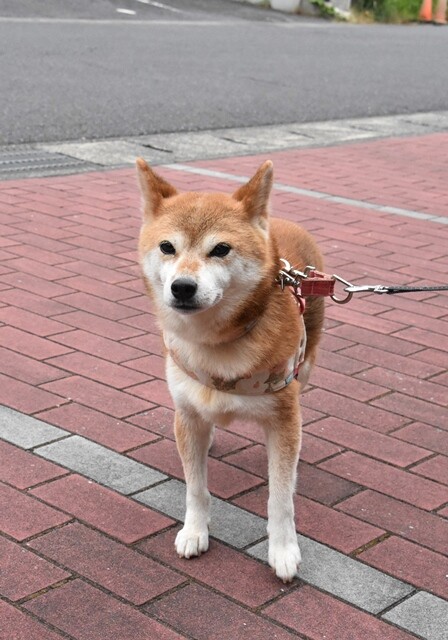DSC_9811 (2)