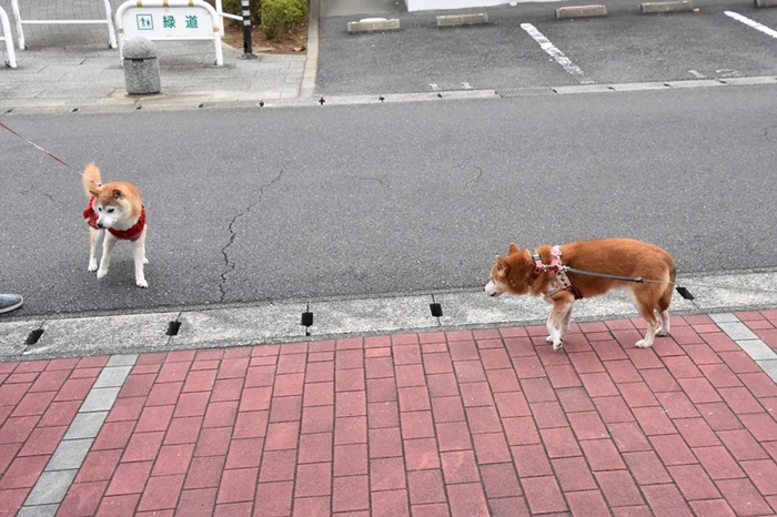 DSC_9812 (2)