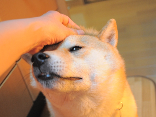 59268274.jpg