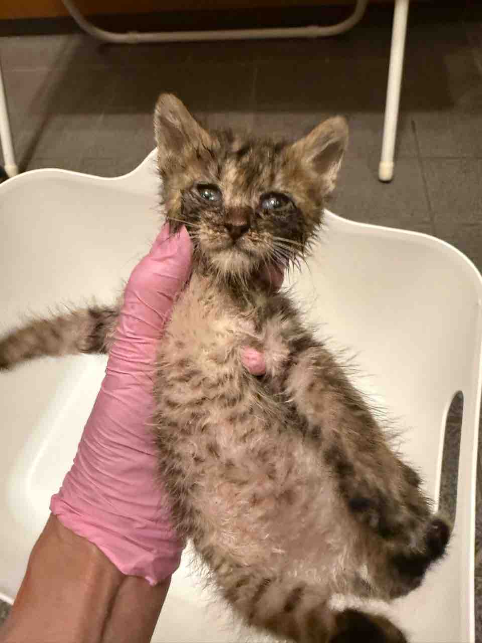 TSU growing into a lively young kitten