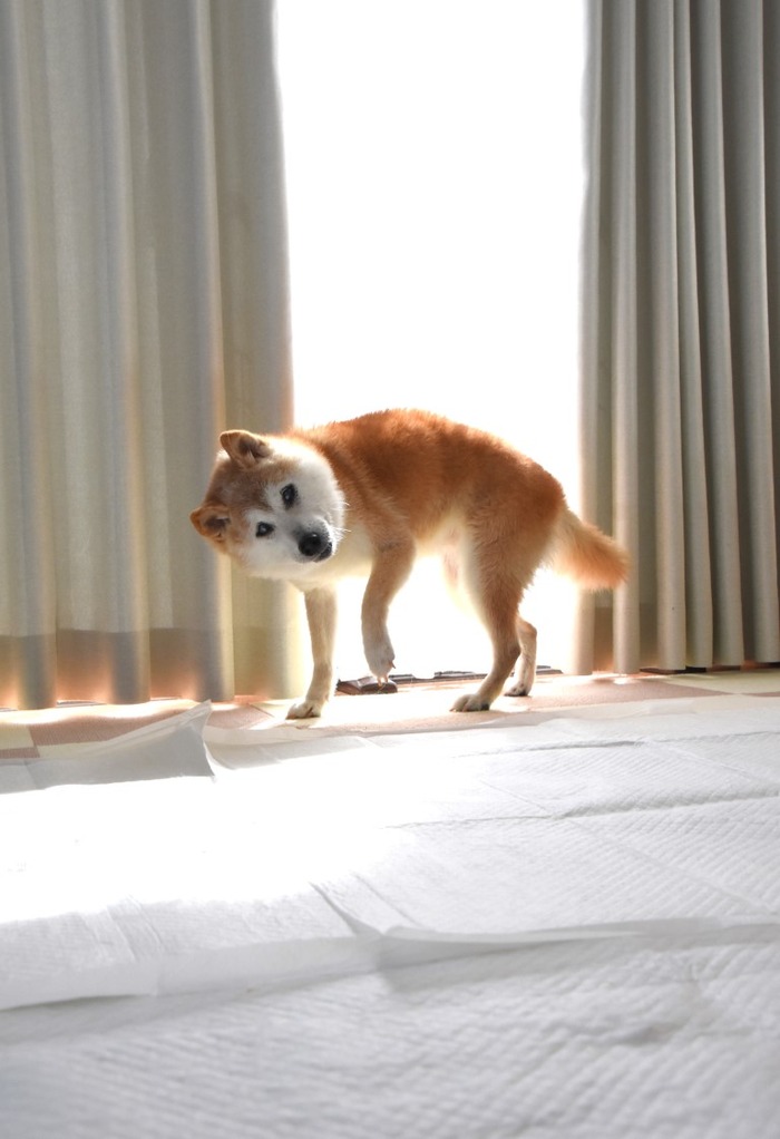 DSC_1317 (中)