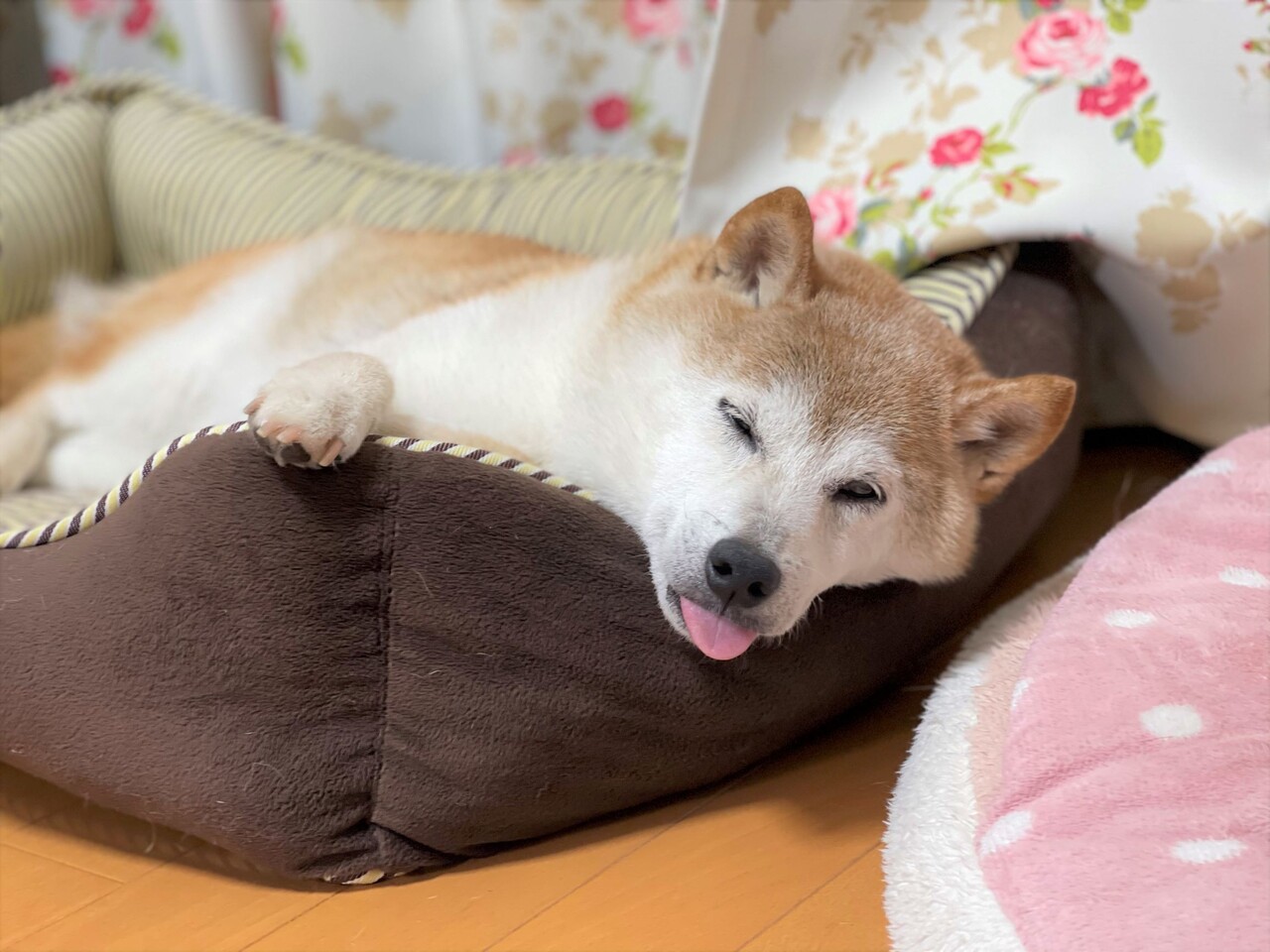 ワケワカメすぎてただ呆然 かぼすちゃんとおさんぽ Powered By ライブドアブログ ワケワカメすぎてただ呆然 かぼすちゃんとおさんぽ Powered By ライブドアブログ