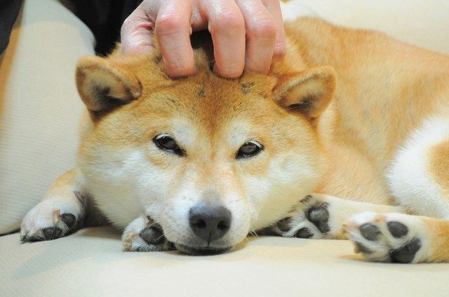 犬の遺言 かぼすちゃんとおさんぽ Powered By ライブドアブログ