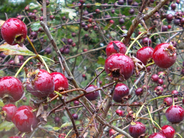 78b0106e.jpg