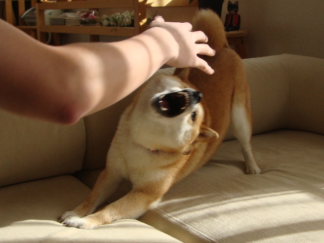 8186418f.jpg