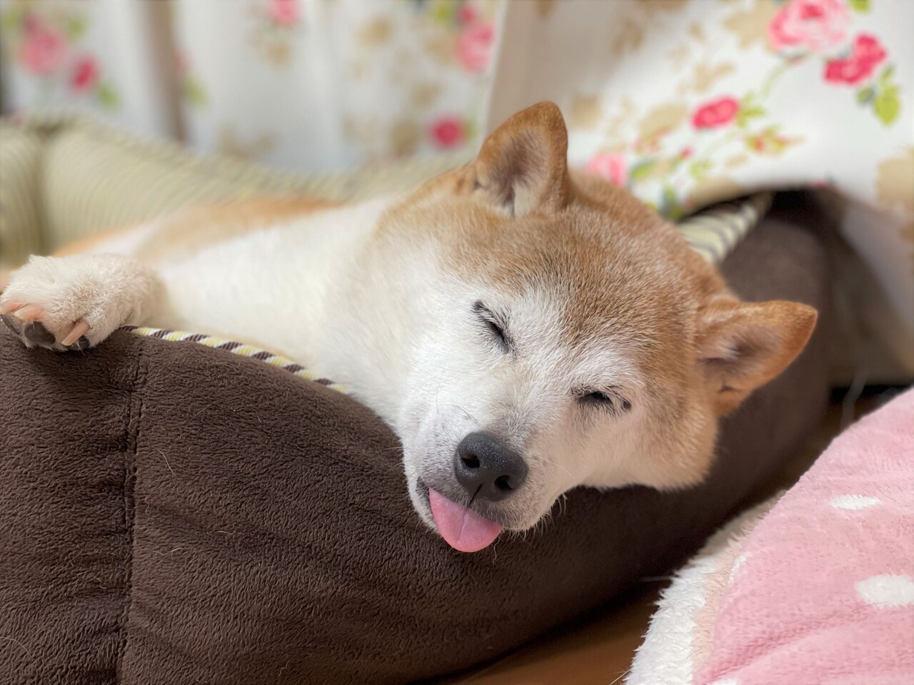 ワケワカメすぎてただ呆然 かぼすちゃんとおさんぽ Powered By ライブドアブログ ワケワカメすぎてただ呆然 かぼすちゃんとおさんぽ Powered By ライブドアブログ