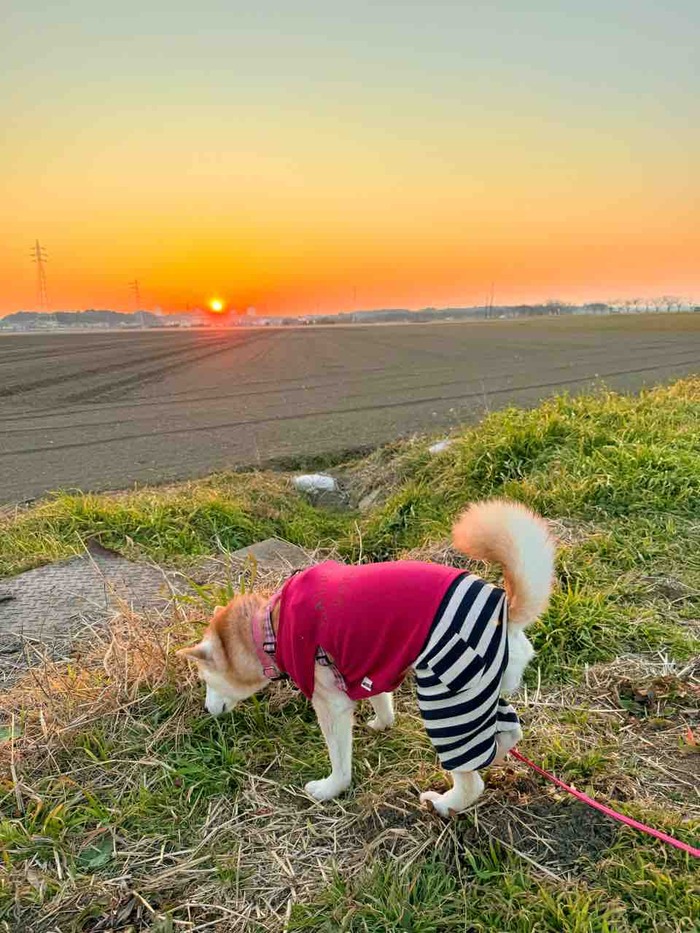 夕日を見ると、かぼちゃんを思い出して泣けてくる : かぼす