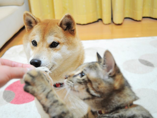 8a532c12.jpg