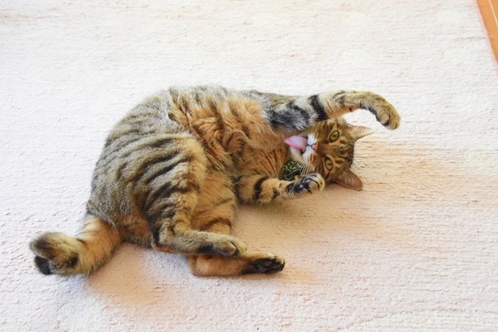 DSC_0744 - コピー