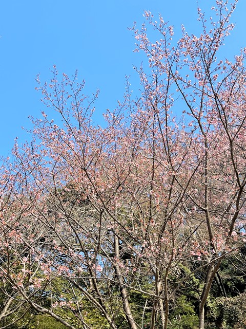 IMG_7866