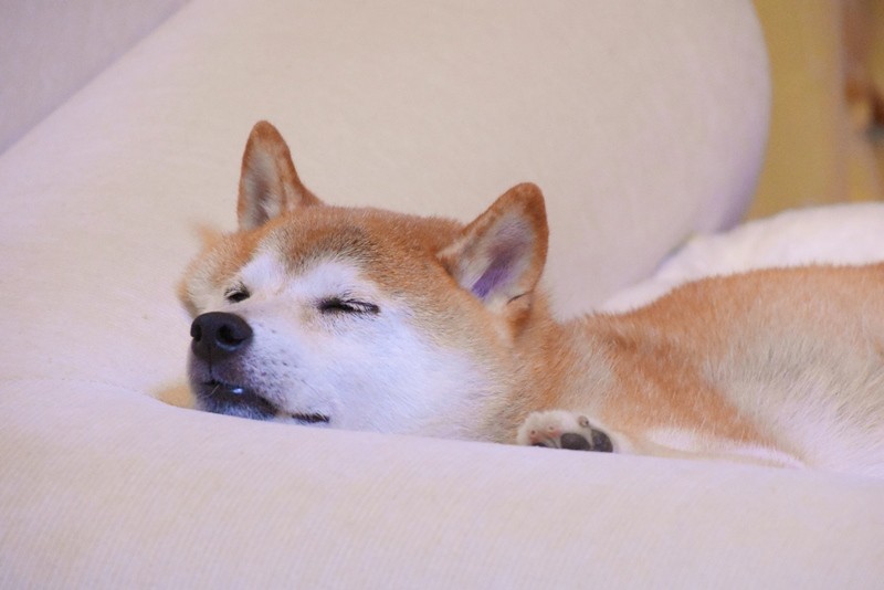 午前0時のかぼすちゃん かぼすちゃんとおさんぽ Powered By ライブドアブログ 午前0時のかぼすちゃん かぼすちゃんとおさんぽ Powered By ライブドアブログ