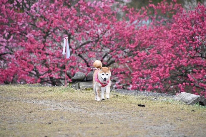 DSC_8207 (2)
