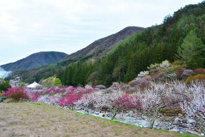 DSC_8114 (2)