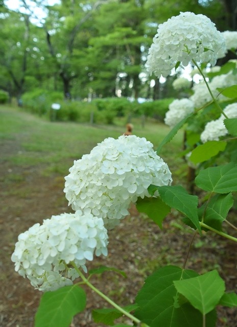 DSC_7602.jpgxx