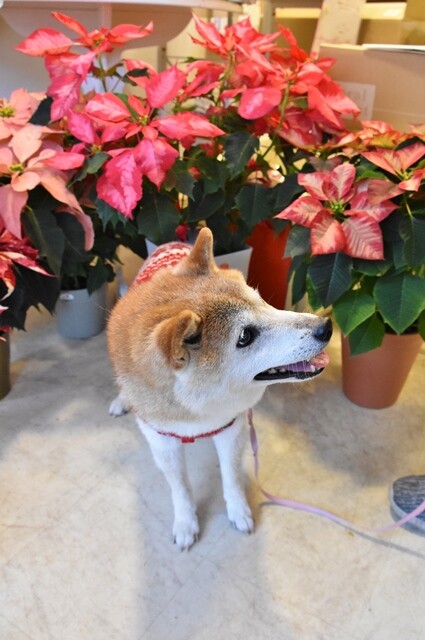 DSC_9840 (2)