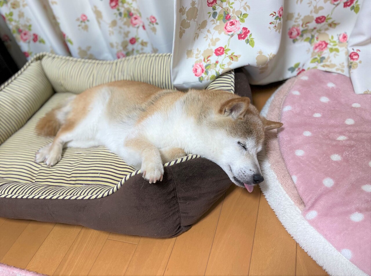 ワケワカメすぎてただ呆然 かぼすちゃんとおさんぽ Powered By ライブドアブログ ワケワカメすぎてただ呆然 かぼすちゃんとおさんぽ Powered By ライブドアブログ