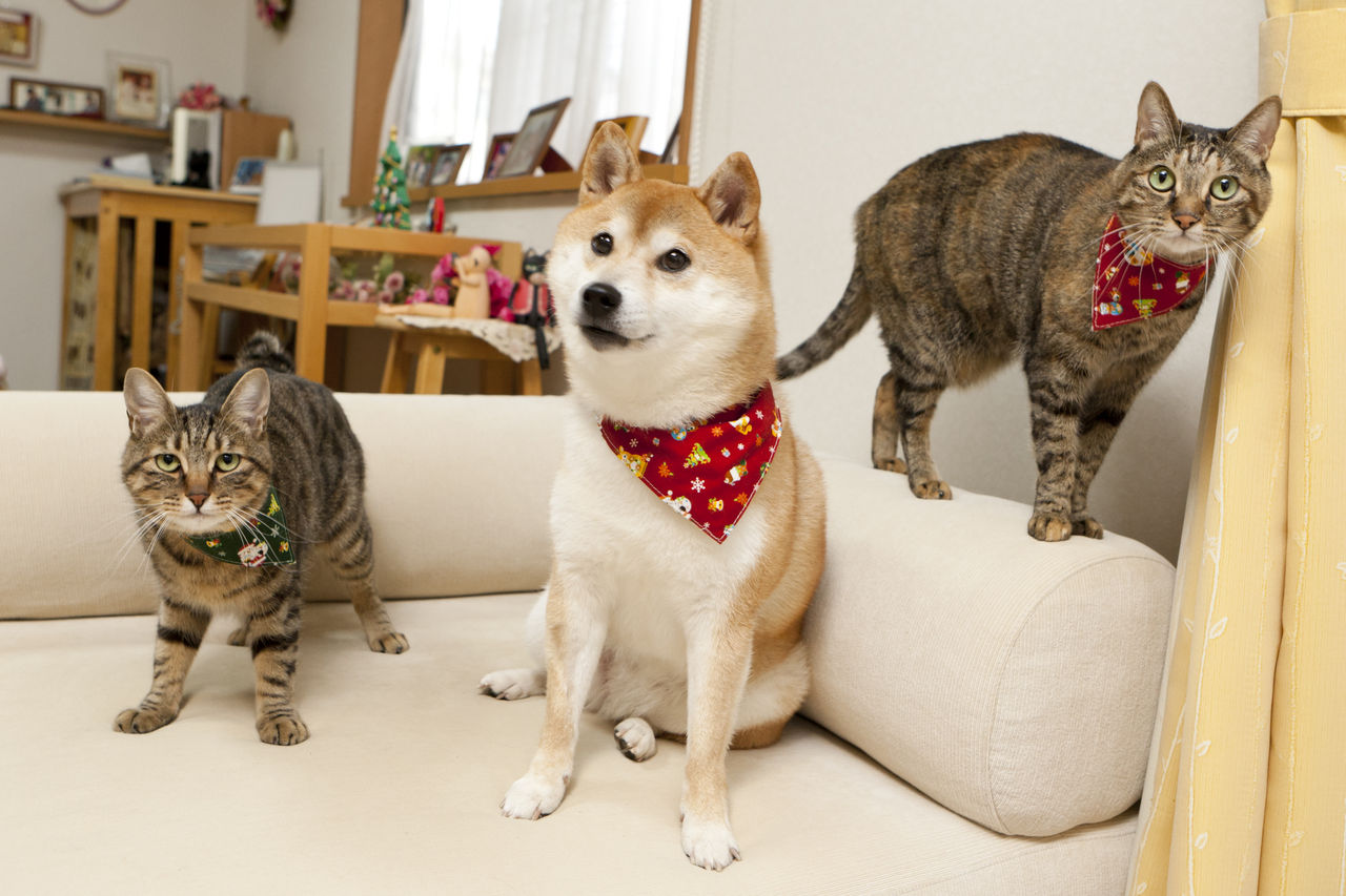 あき様❀おまとめ用です かぼす・つつじ・ぎんなん、そしてオニギリのこと : かぼす