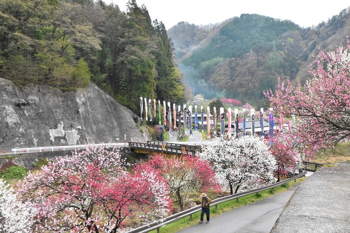 DSC_8203 (2)