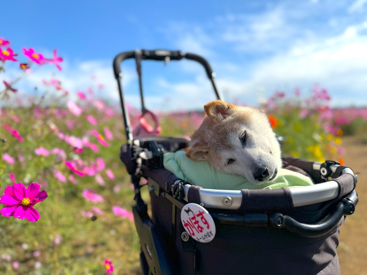 かぼちゃんに会いたくてたまらない : かぼすちゃんとおさんぽ かぼちゃんに会いたくてたまらない : かぼすちゃんとおさんぽ