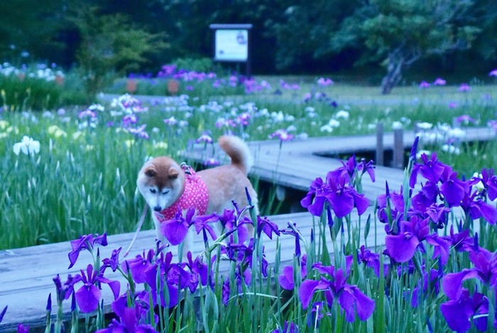 DSC_7112 (2).jpgxx