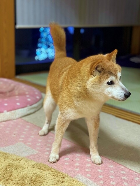 ファイル_005